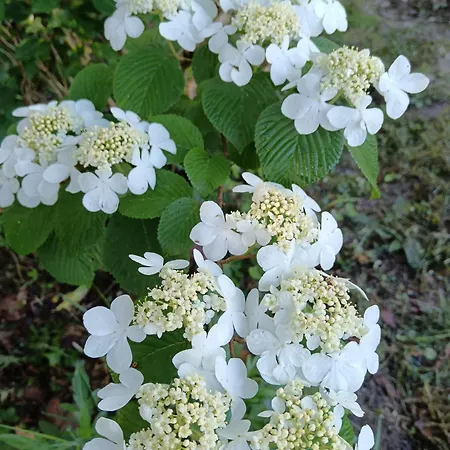 Le Moulin De 3* Saubrigues