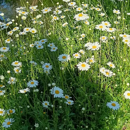 Le Moulin De Saubrigues