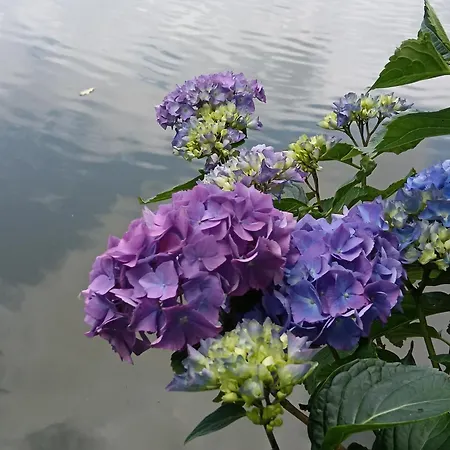 Le Moulin De 3* Saubrigues