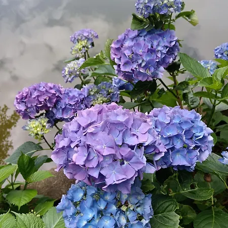 Bed and breakfast Le Moulin De 3*