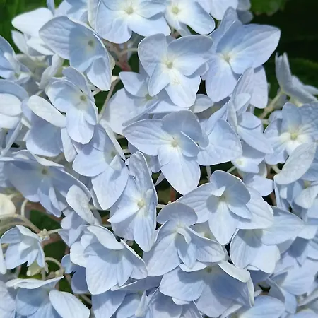 Le Moulin De Bed & Breakfast Saubrigues