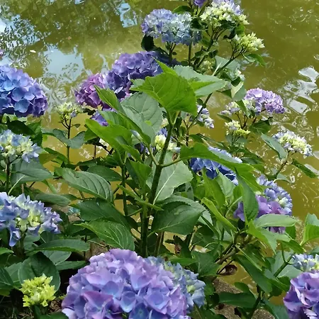 Bed & Breakfast Le Moulin De Saubrigues