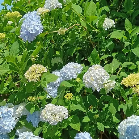 Le Moulin De 3* Saubrigues