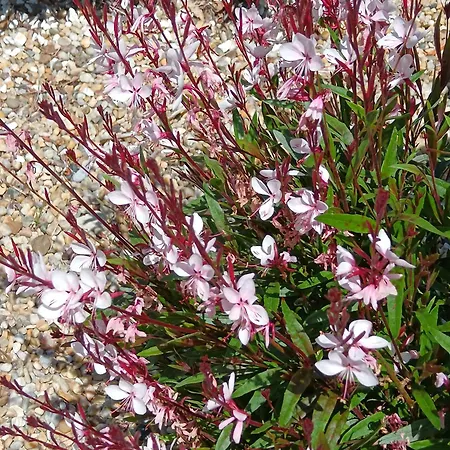 Bed and breakfast Le Moulin De 3*