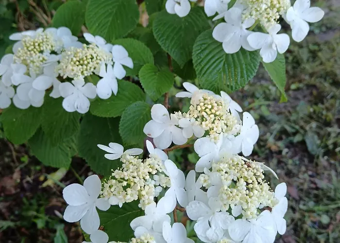 Le Moulin De 3* Saubrigues