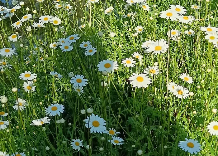 Le Moulin De Saubrigues