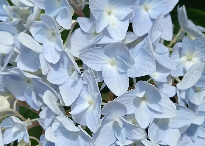 Le Moulin De 住宿加早餐酒店 Saubrigues